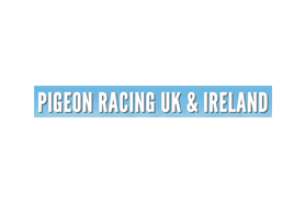pigeon racing uk ireland